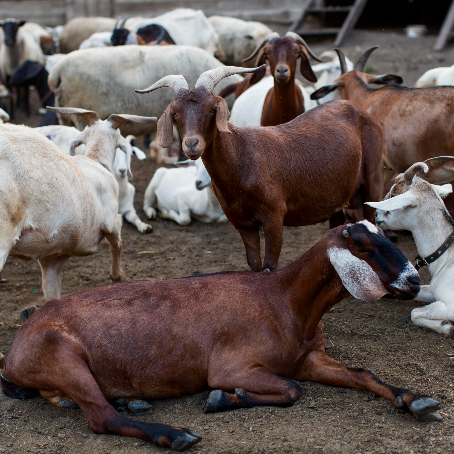 Qurbani